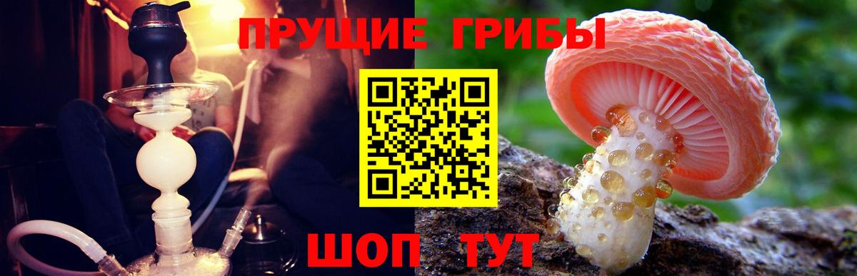 Железноводск  Галлюциногенные грибы прущие грибы  Вход с VPN 